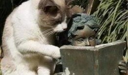 秃崽草神吃瓜视频大全免费观看