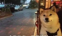 娱乐圈爆料50条狗是谁,揭秘50位明星背后的神秘“狗友”